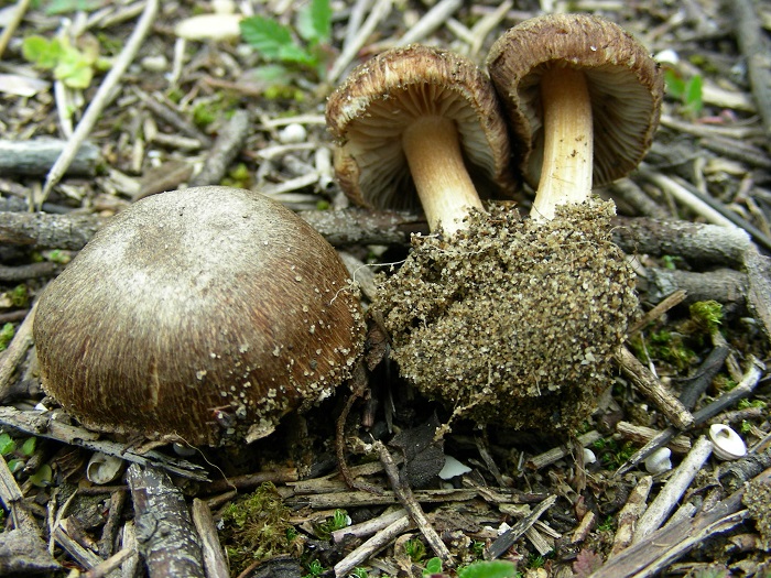 595 Febbraio vecchio ritrovamento